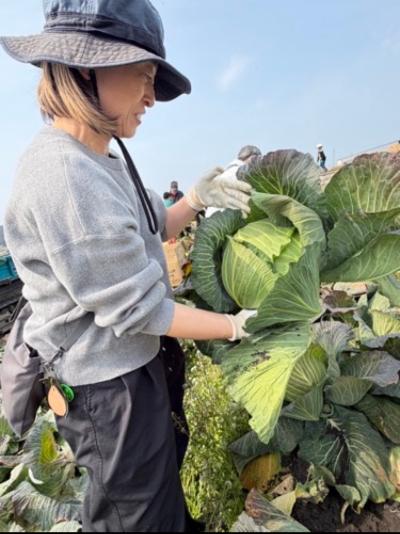 大中産キャベツを収穫するおうみ野菜labo藤原さん