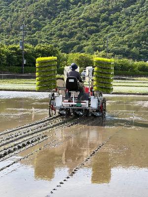 ポット成苗田植機(作業中)
