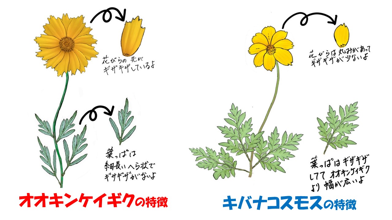オオキンケイギクとキバナコスモスの特徴を描いた絵