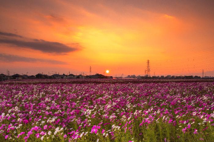 野田のコスモスと夕陽