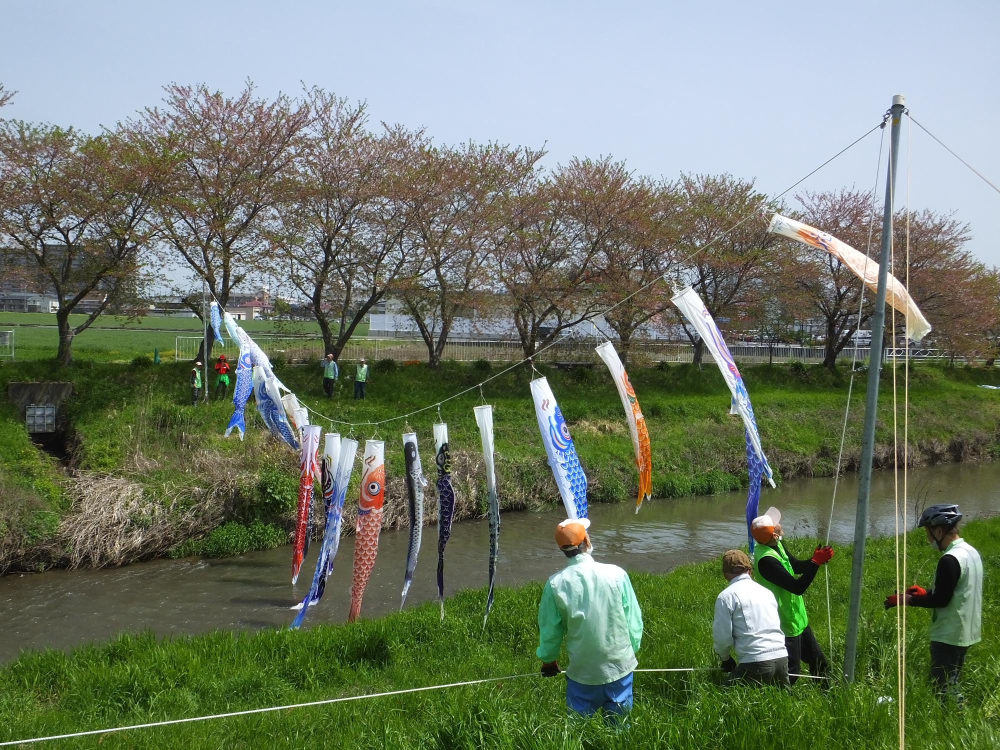 左岸から鯉のぼりのロープを調整する景観隊のスタッフ