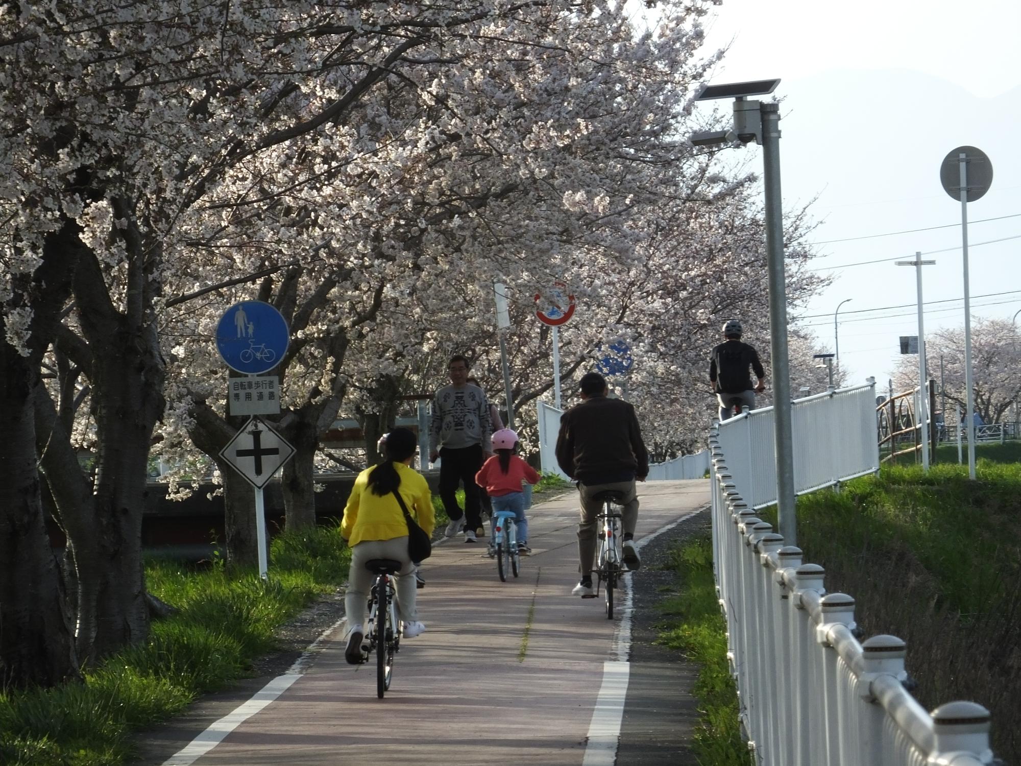 満開の桜並木をサイクリングする親子(4月7日)