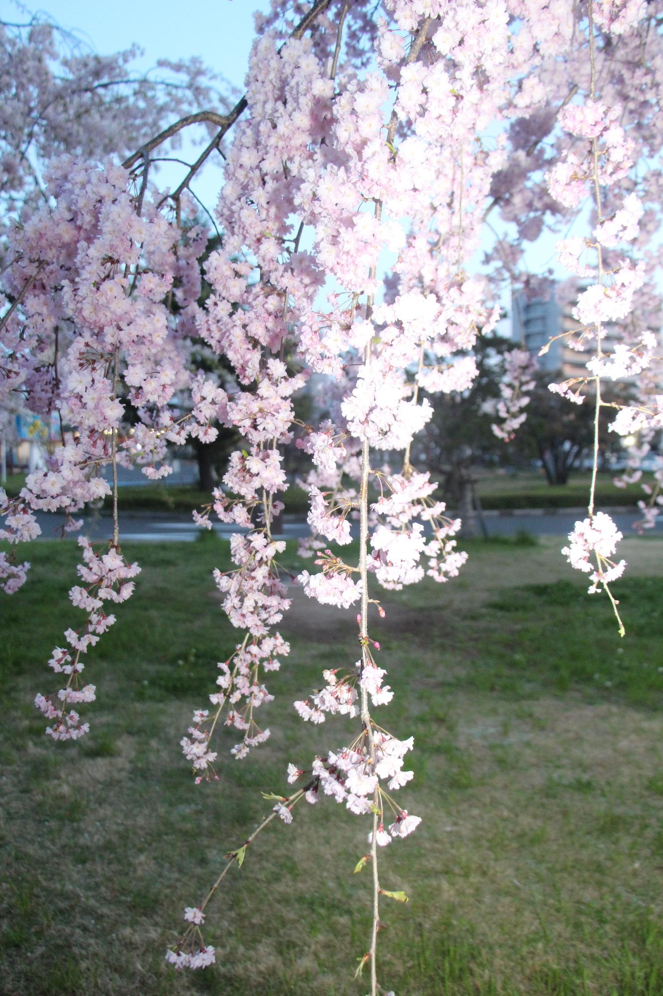 JR近江八幡駅前のロータリーのしだれ桜