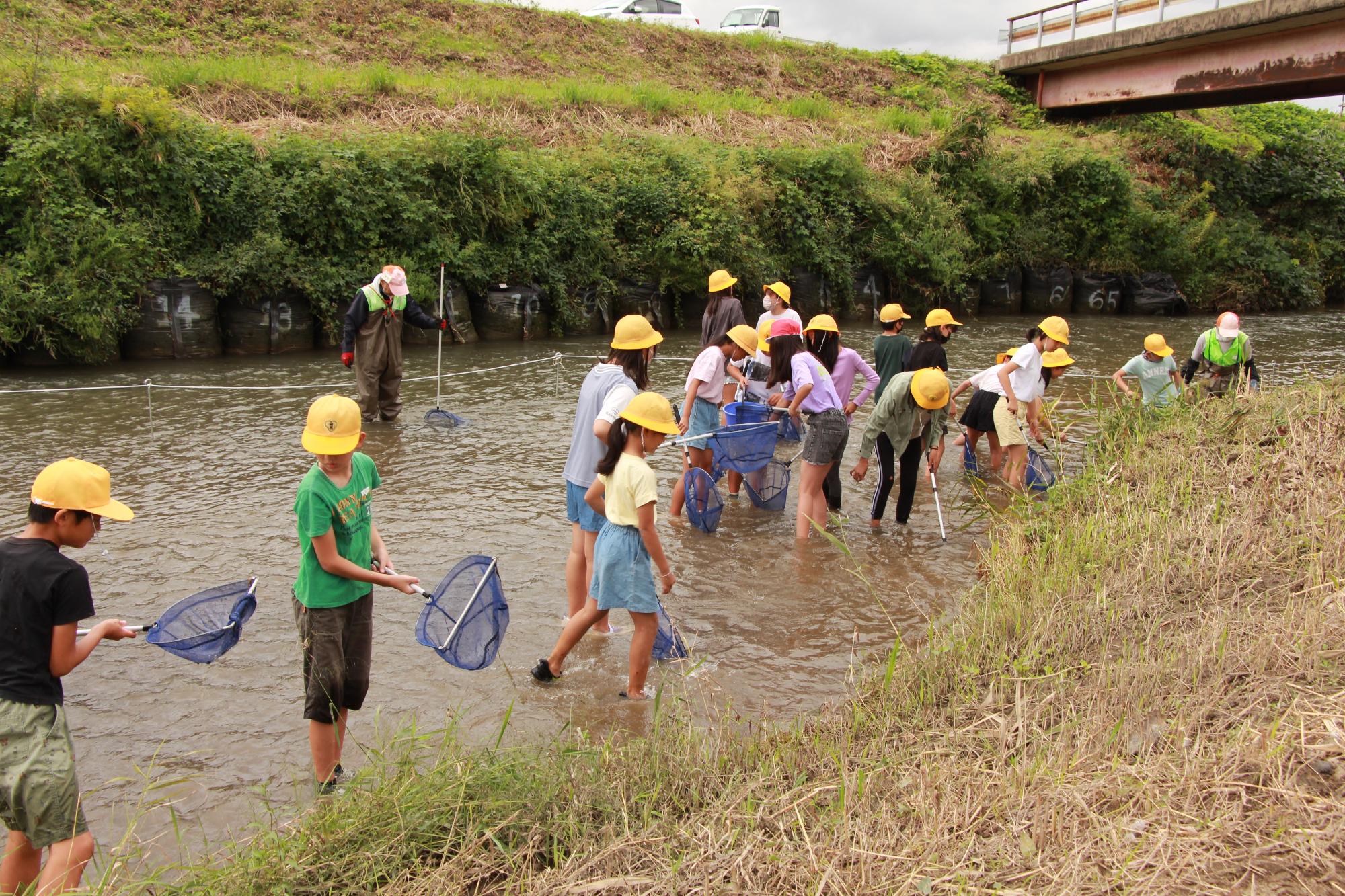 白鳥川で魚を取る児童たち