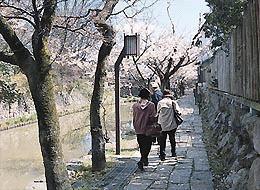 満開の桜の並ぶ八幡堀の石畳を行く人の後ろ姿の写真