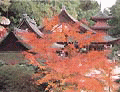 背景に緑の木々が広がり、手前には見事な紅葉が色づく本堂の写真