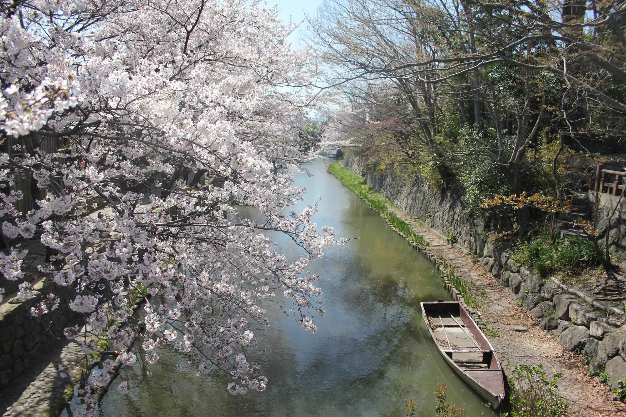 hachimanbori_to_sakura