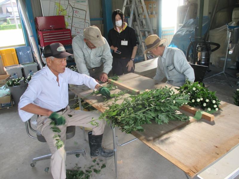 栽培した生花の出荷作業の様子の写真