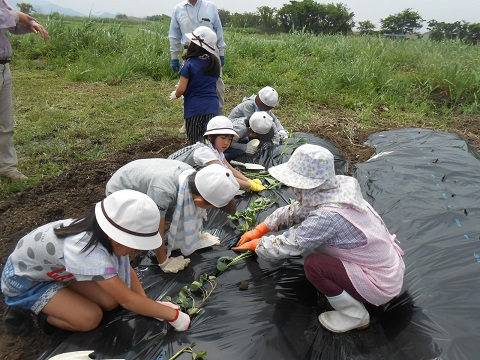 地域の方に教えてもらいながら、小学生たちが畑作業を行う様子の写真