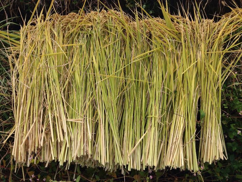 収穫した稲の写真