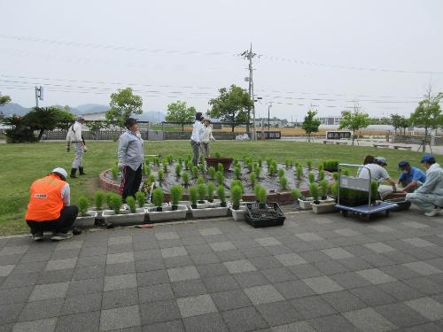 コキアの植栽の様子