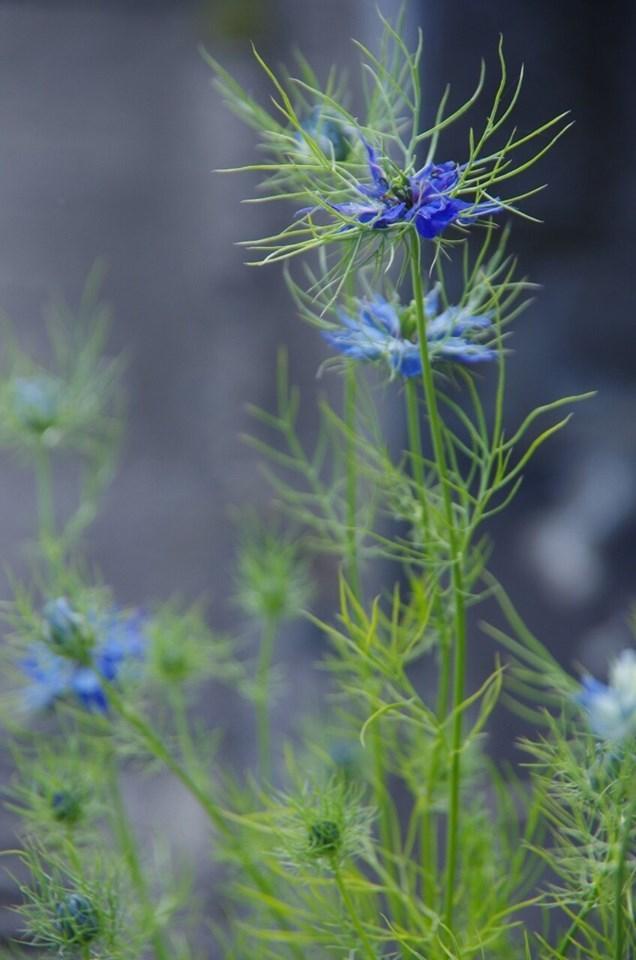 青い花を咲かせたニゲラの写真