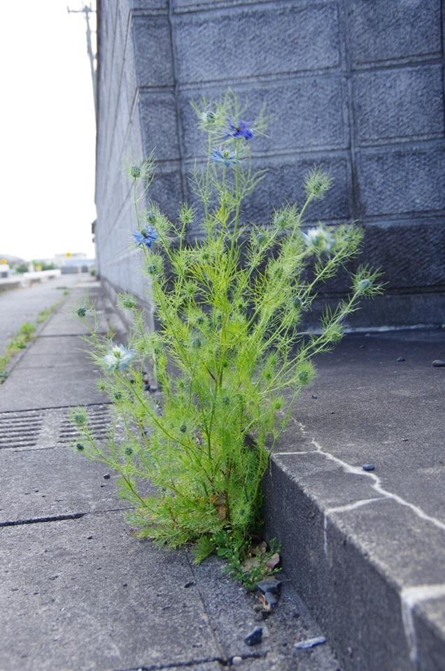 コンクリートの隙間から咲いているニゲラの写真