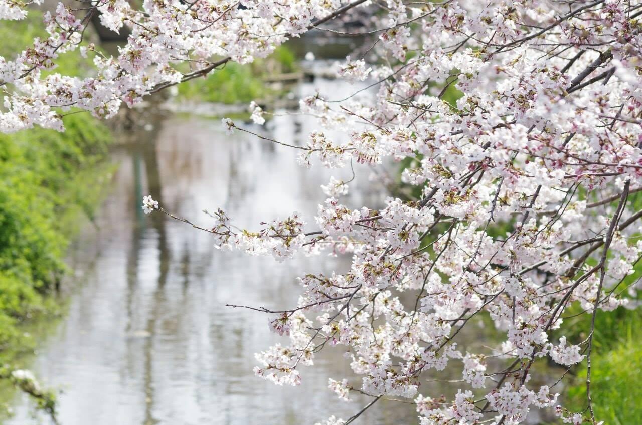 川辺に咲いている桜の写真