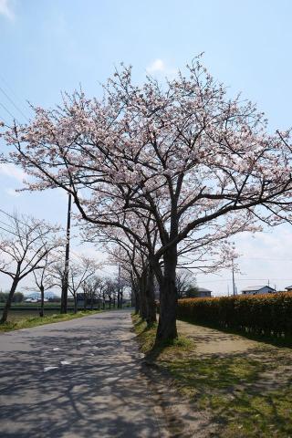 池田本町の桜並木写真