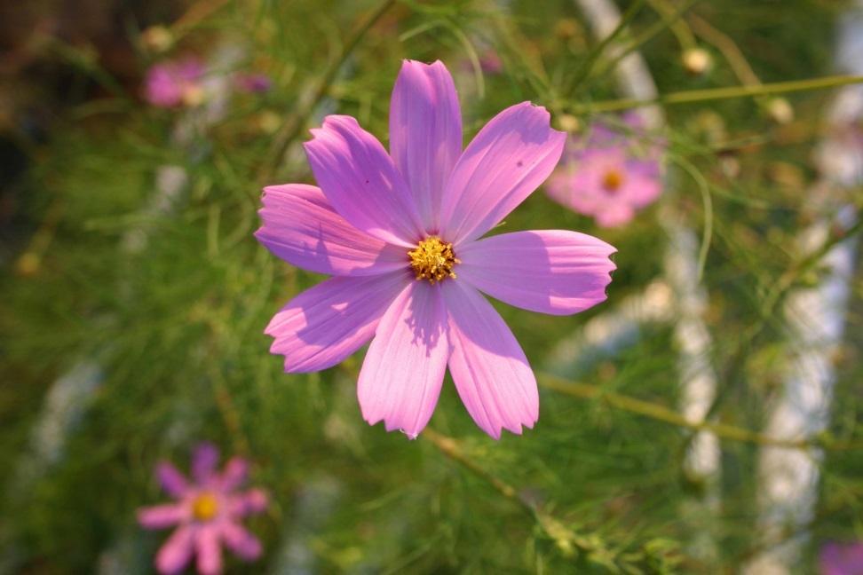 ピンク色のコスモスの花の写真