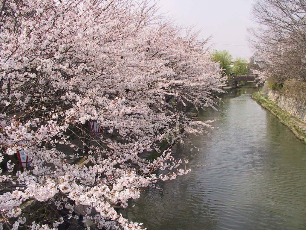 川沿いに満開の桜が連なっている風景の写真
