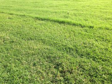 夏芝バミューダグラス種のティフトン419の芝目の写真