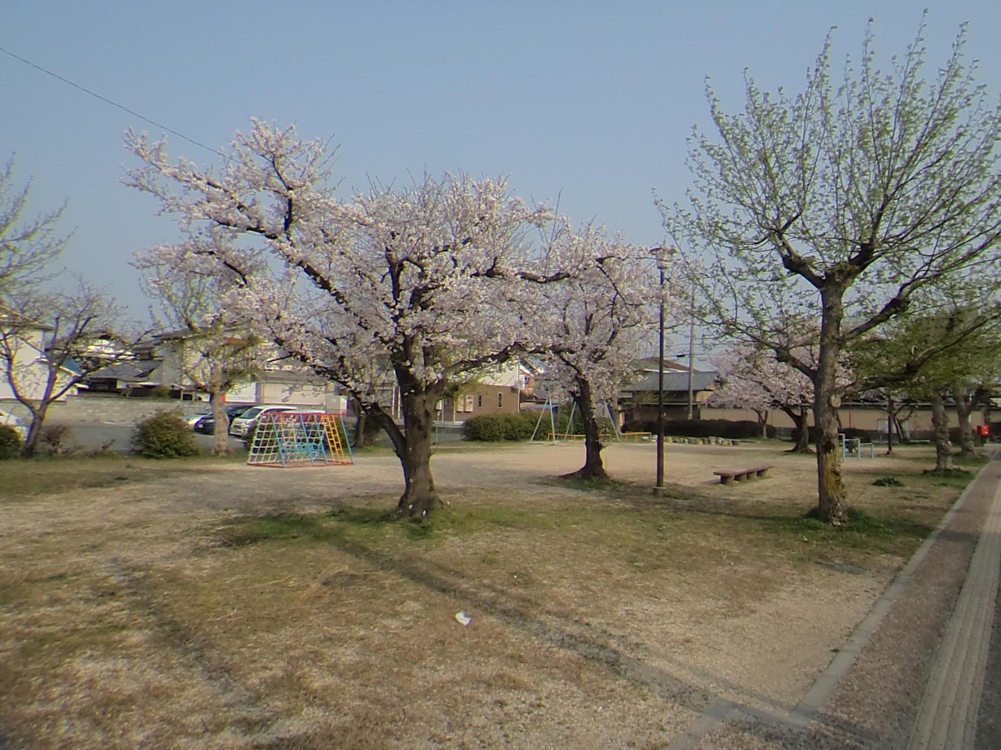 手前に数本の満開の桜の木、奥に遊具の写っている駅前第2児童公園の写真