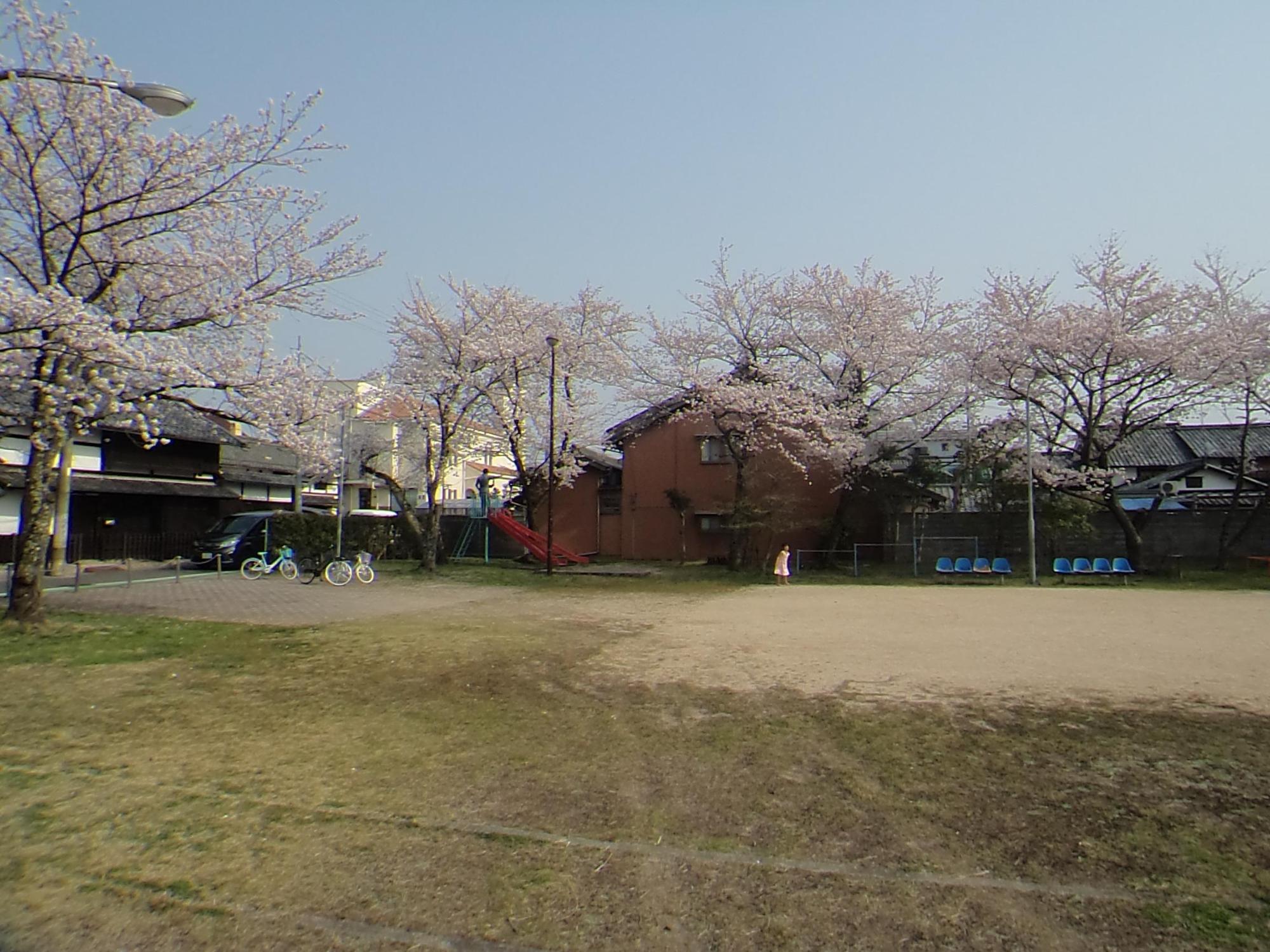 周りに満開の桜の木と木の下に青いベンチの置かれ、真ん中に広いグラウンドの為心町公園の写真