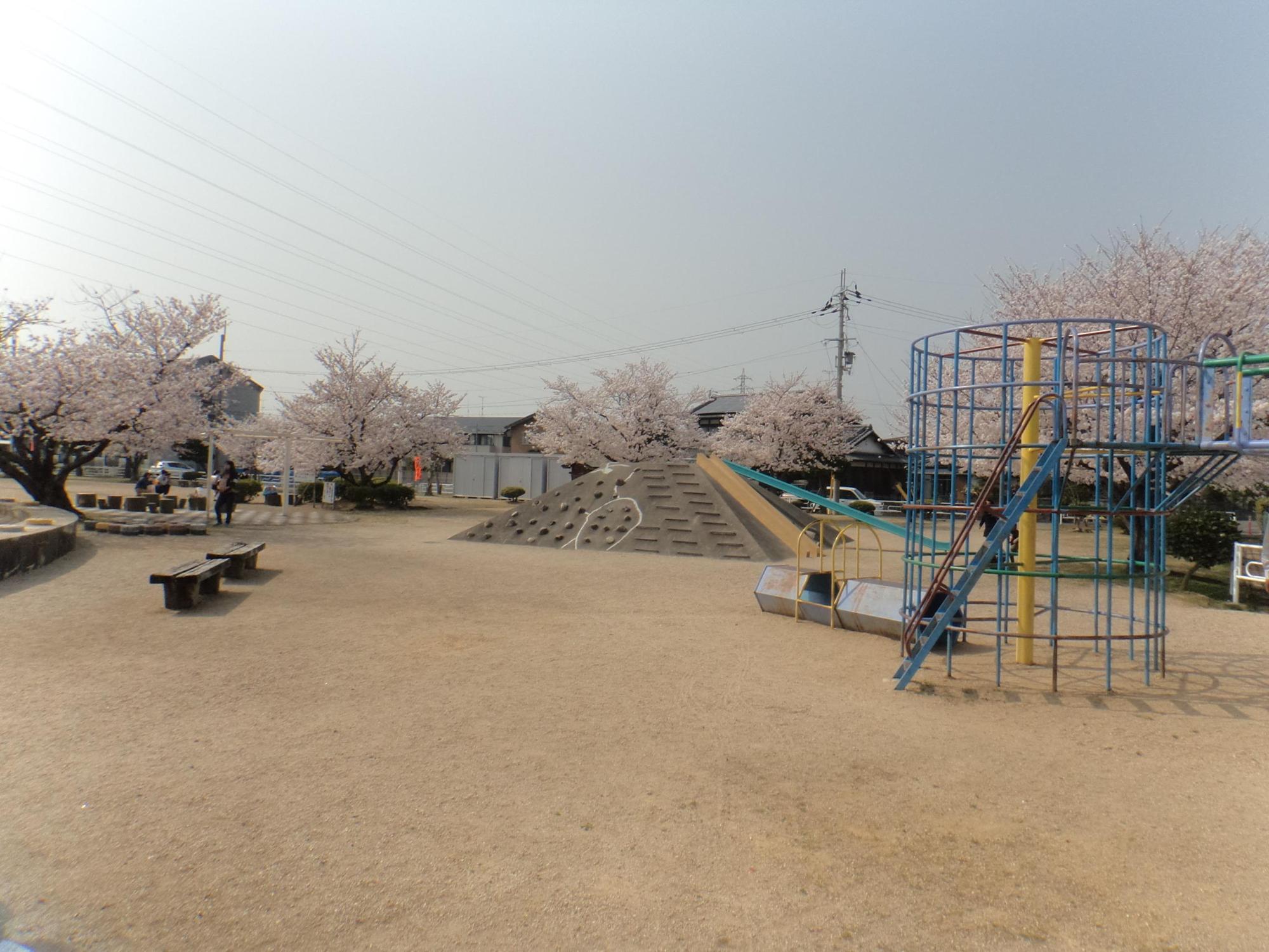 周りに満開の桜の木、円柱状のジャングルジムなどの遊具、ベンチが設置された中央第3児童公園の写真