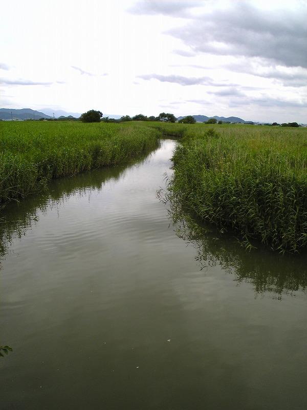両側に植物が育ち真ん中に川が流れている近江八幡市の水郷風景の写真