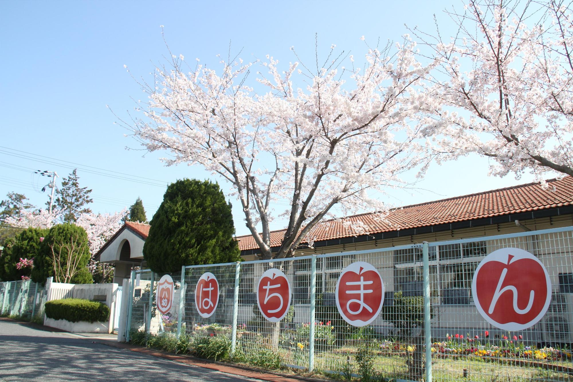 ひらがな1文字づつはちまんと書かれたリンゴのイラストが描かれた紙が貼ってあるフェンスの奥に、満開の桜の木と八幡幼稚園園舎の写真
