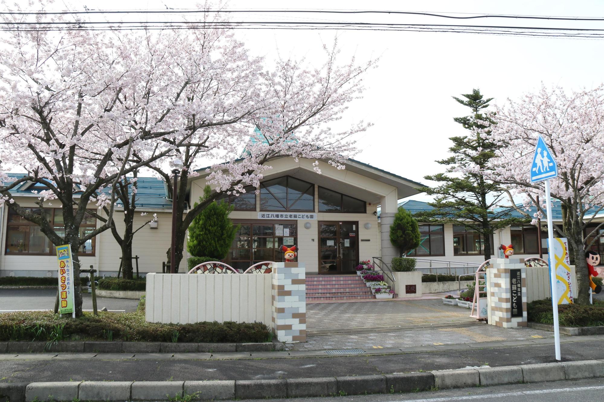 門の前の満開の数本の桜の木と老蘇こども園の外観の写真