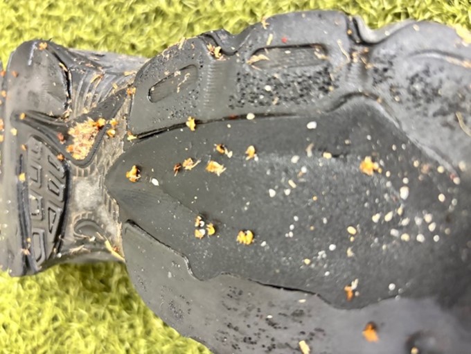 靴底についたメリケントキンソウの種子