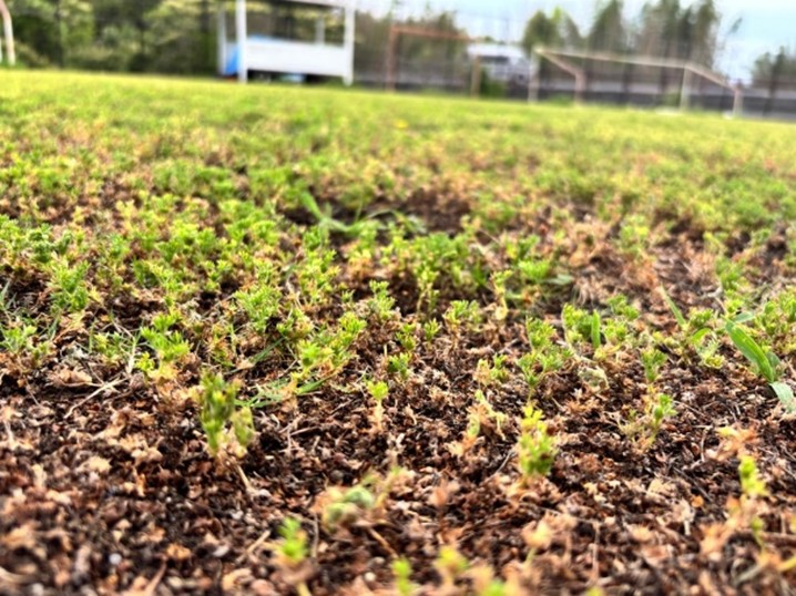 グラウンドに生えたメリケントキンソウ