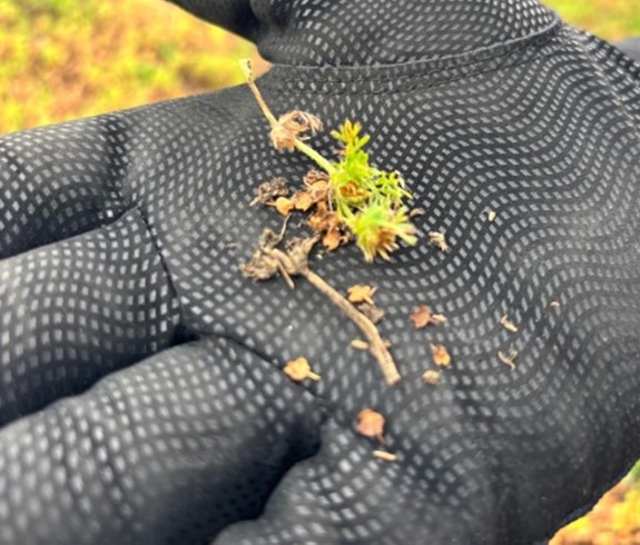 メリケントキンソウの種子