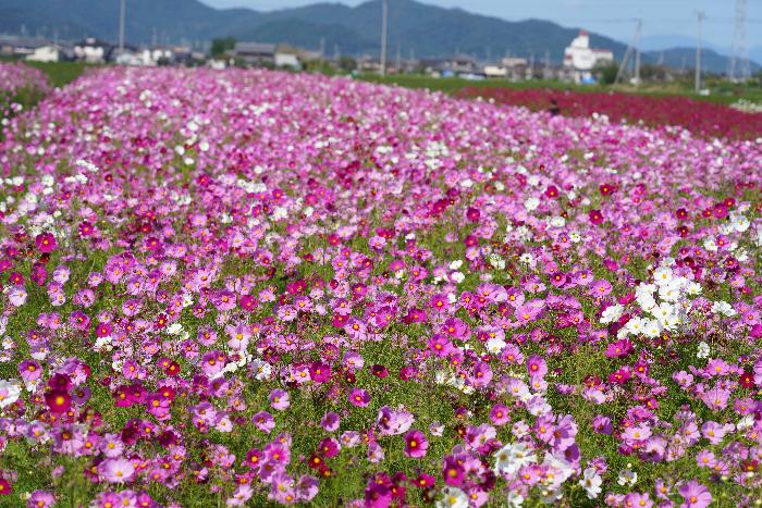 紫、赤、白のコスモスがたくさん咲いているコスモス畑の写真